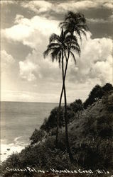 Cocoanut Palms - Hamakua Coast Cocoanut Palms - Hamakua Coast