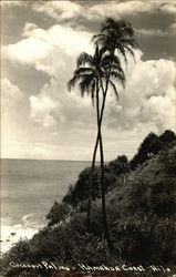 Cocoanut Palms - Hamakua Coast Hilo, HI Postcard Postcard Postcard