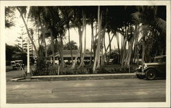 View of a House Through Palm Trees Postcard