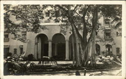 Tree in Honolulu, Hawaii with Big Building Postcard