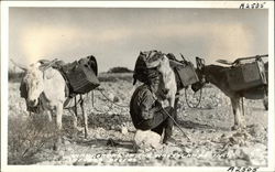 Nomadic Man and Pack Mules in Desert Nomadic Man and Pack Mules in Desert