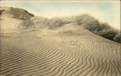 Sand Dunes with Grasses Postcard