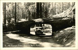 Car Driving Under Tunnel Tree Postcard