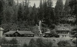 Shasta Springs, California Postcard