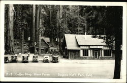 Coffee Shop, Giant Forest Postcard