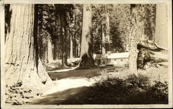 Redwood Basin - Big Trees, Cabin Postcard