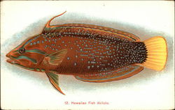 Hawaiian fish Akilolo Postcard Postcard Postcard