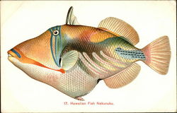 Hawaiian Fish Nakunuku Postcard Postcard Postcard