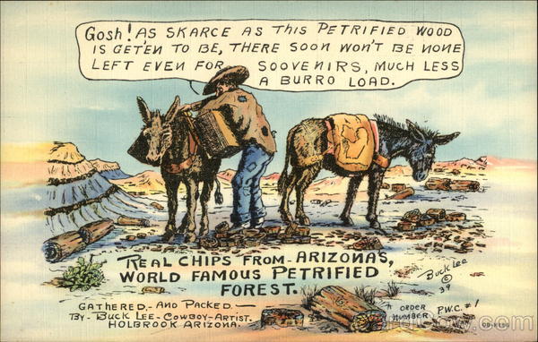 Real Chips from Arizona's Petrified Forest Buck Lee