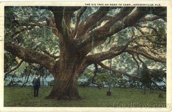 The Big Tree On Road To Camp Jacksonville Florida