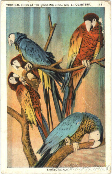 Tropical Birds At The Ringling Bros. Winter Quartrs Sarasota Florida