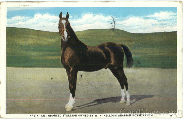 Nasik W. K. Kellogg Arabian Horse Ranch Horses