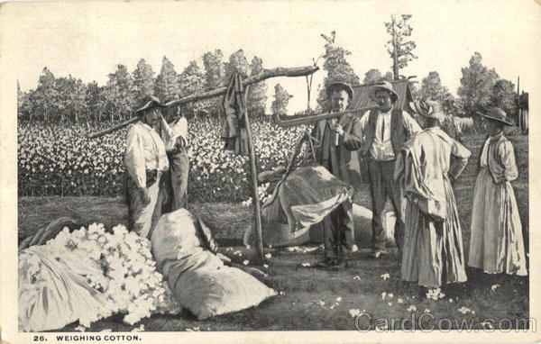Weighing Cotton Farming