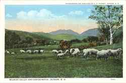 Wildcat Valley And Carter Notch Jackson, NH Postcard Postcard
