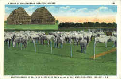 A Group Of Ringling Bros. Beautiful Horses Postcard