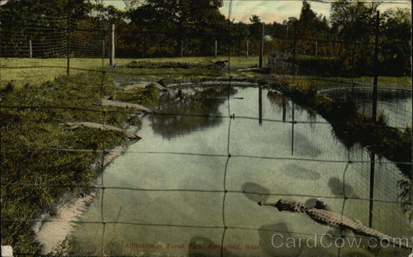 Alligators in Forest Park Springfield Massachusetts