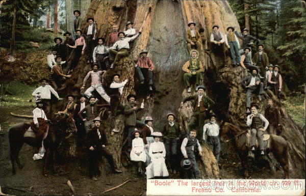 Boole The Largest tree in the World cir 109 ff. Fresno California