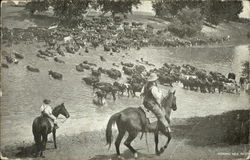 Fording Milk River Montana Postcard Postcard Postcard