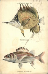 Illustrations of Hawaiian Fishes Postcard