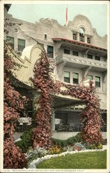 Bouganvillia at Hotel Potter Santa Barbara, CA Postcard Postcard Postcard