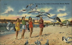 Feeding the Sea Gulls Postcard