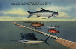 Fish Caught Along the Overseas Highway Postcard