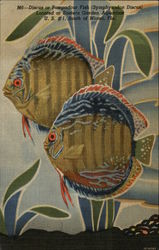 Eastern Garden Aquarium Postcard