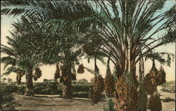 Arizona Date Palms Arizona Date Palms