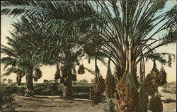 Arizona Date Palms Phoenix, AZ Postcard Postcard Postcard