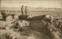 The Petrified Forest Postcard