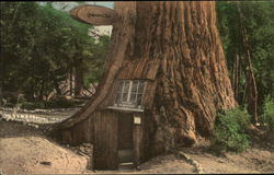 "Believe it or not" at Lilley Redwood Park Postcard