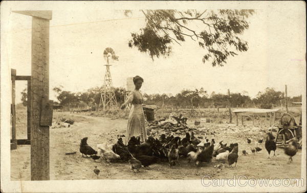 Woman Feeding Chickens on Farm Farming