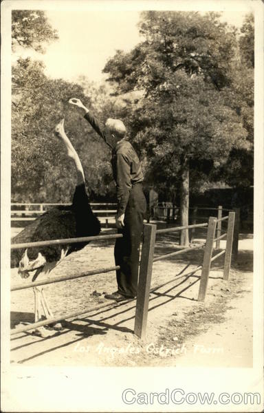 Los Angeles Ostrich Farm California