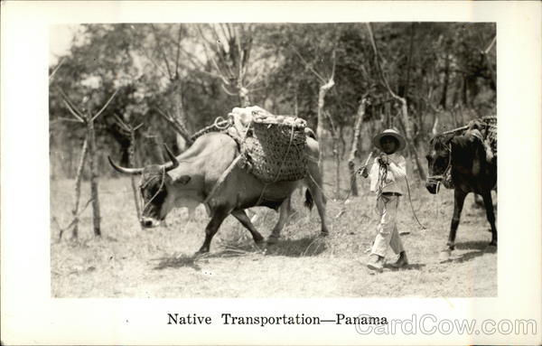 Small Boy with Mule and Bull Panama
