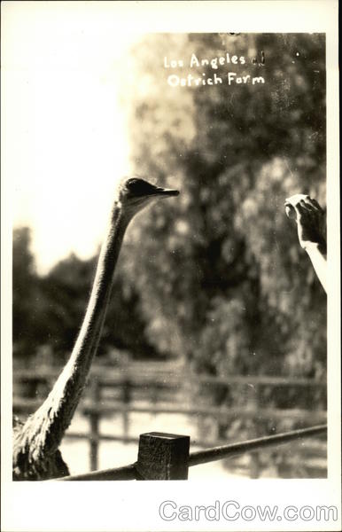 Ostrich Farm Los Angeles California