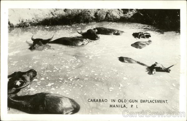 Carabao in Old Gun Emplacement Manila Philippines