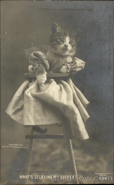 Kitten in Dress Sitting in High Chair Cats