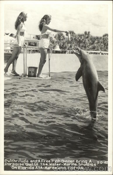Pulchritude and a Free Fish Dinner Bring a Porpoise Out of the Water Marine Studio Marineland Florida