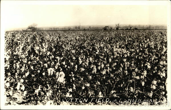 Cotton Field Farming