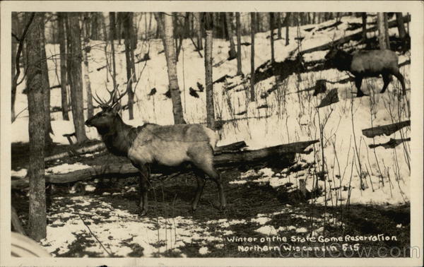 Elk - Winter on the State Game Reservation Wisconsin