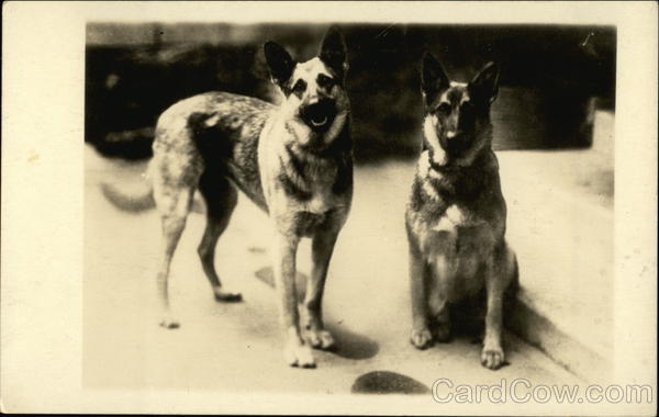 Two German Shepherds Dogs