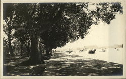 Boats in the Water near a Park with Large Trees Postcard