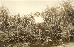 Elderly Man in Garden Standing Near Cornstalks Elderly Man in Garden Standing Near Cornstalks
