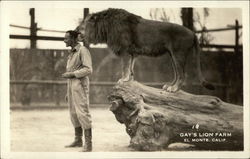 Gay's Lion Farm Postcard