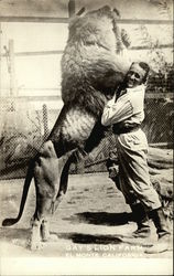 Man Feeding Lion at Gay's Lion Farm Postcard