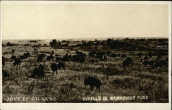 Buffalo in Wainwright Park Postcard