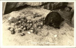 Desert Turtle with Many Baby Turtles Indio, CA Postcard Postcard Postcard