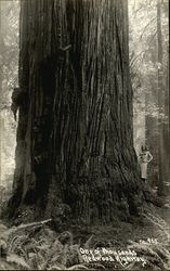 Woman standing by a Redwood Tree Woman standing by a Redwood Tree