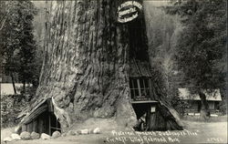 Fraternal Monarch Quadruped Tree Lilley Redwood Park, CA Postcard Postcard Postcard