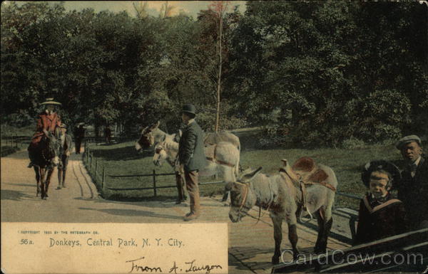 Donkeys, Central Park New York